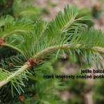 abies_balsamea_0032