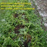 brambory_0056